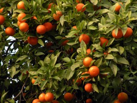 1220arancio20siviglia2 1220arancio20siviglia2