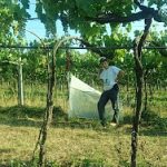 Assistenza tecnica agroecologica