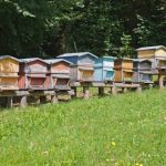 Invito al tavolo apicoltura GenuinoClandestino Sabato 15 aprile presso la Casona di Ponticelli.